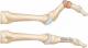 Phalanges