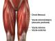 Quadriceps anatomie