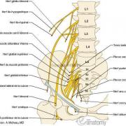 Schema neuro bassin