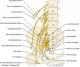 Schema neuro bassin