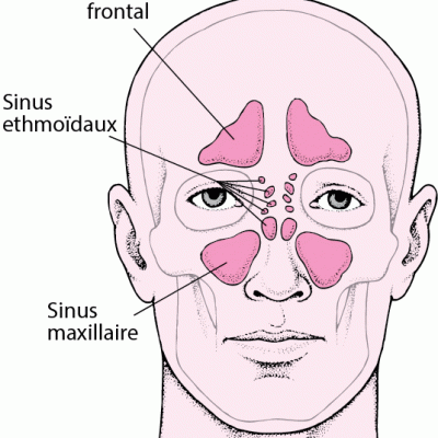 Schema sinus