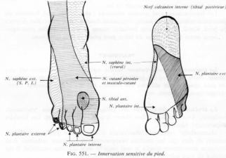 Syndrome calnal tarsiens 2