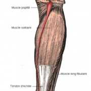 Tricipes sural soleair