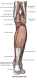 Tricipes sural soleair
